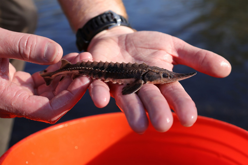Hands hold a small brown fish with a long, slender body and long nose against a blue water background
