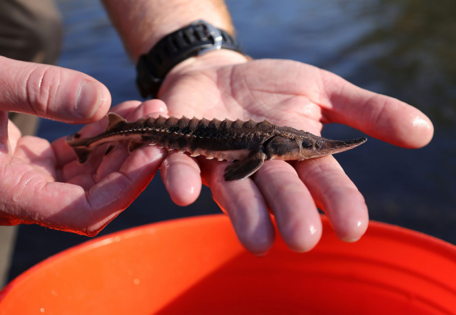 Hands hold a small brown fish with a long, slender body and long nose against a blue water background