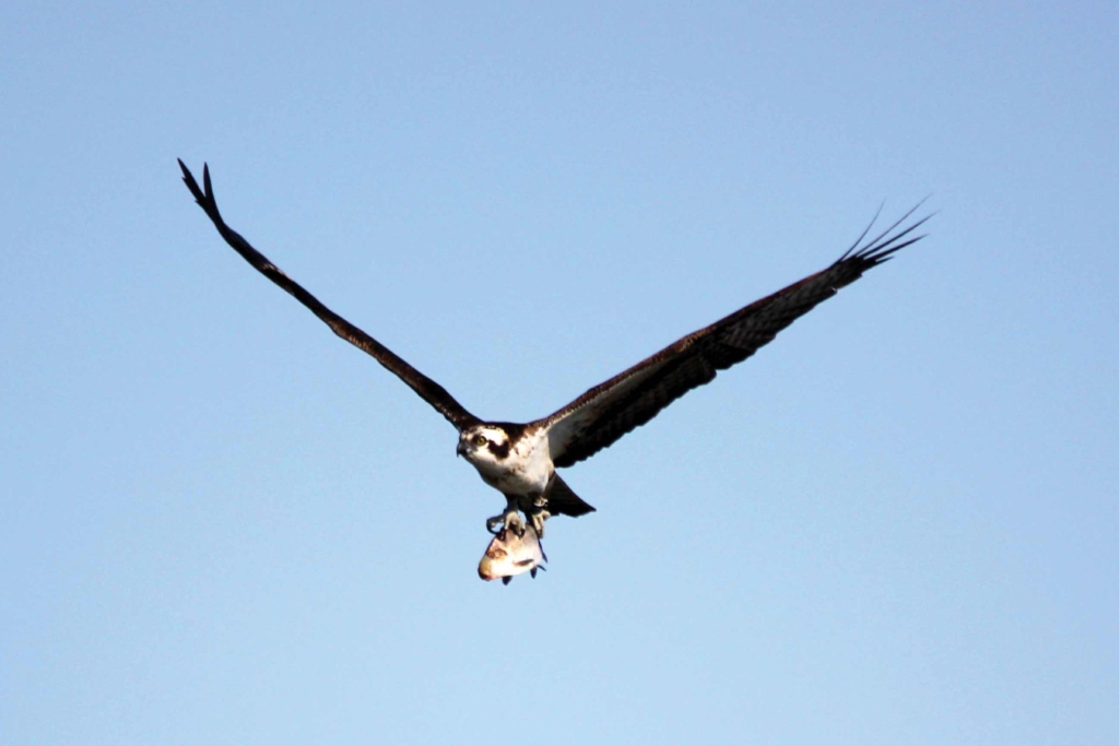 osprey in flight carrying prey