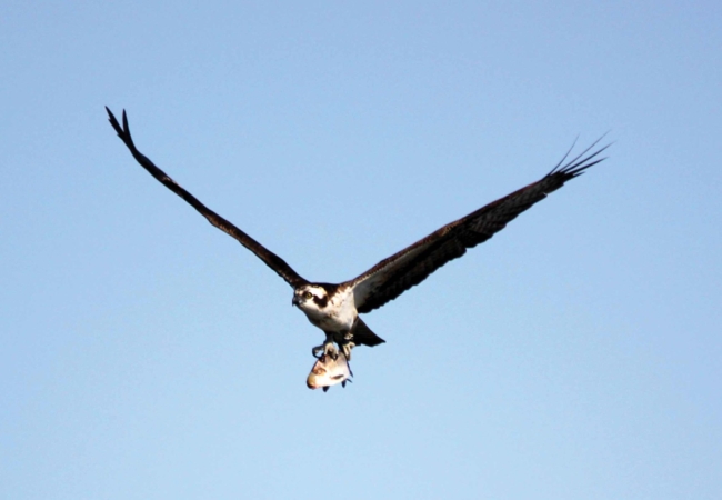 osprey in flight carrying prey