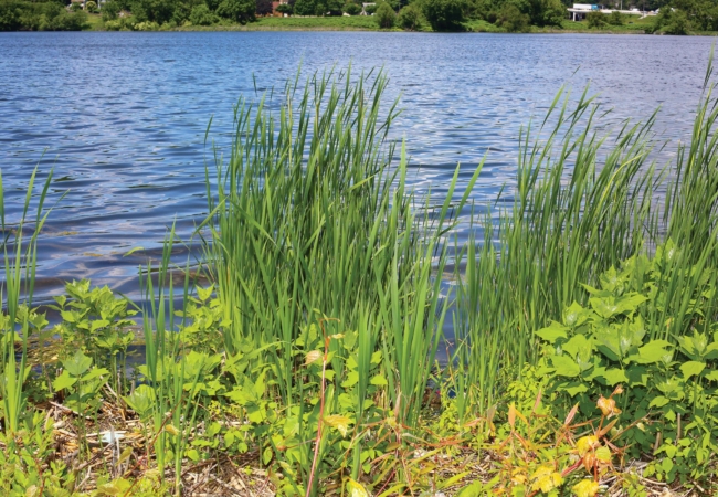 plants along the edge of Summit Lake