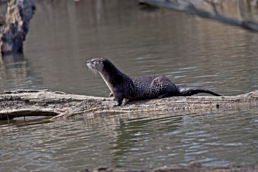 river otter sitting on a log in the river