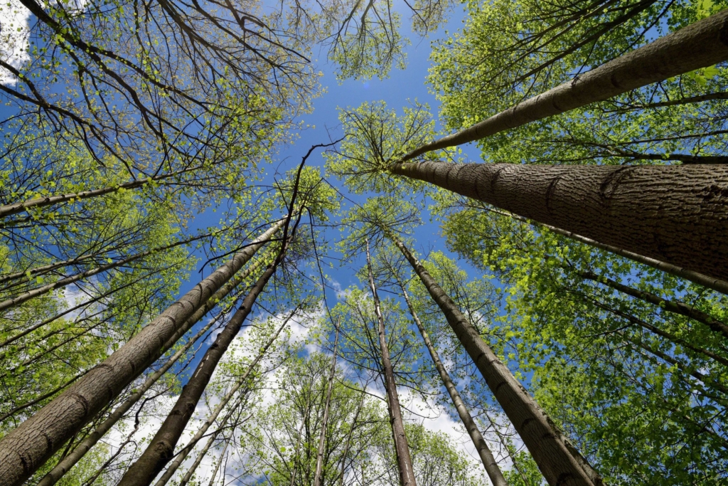view of tree tops and trunks as seen from looking up from the ground