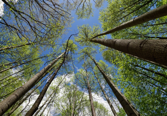 view of tree tops and trunks as seen from looking up from the ground