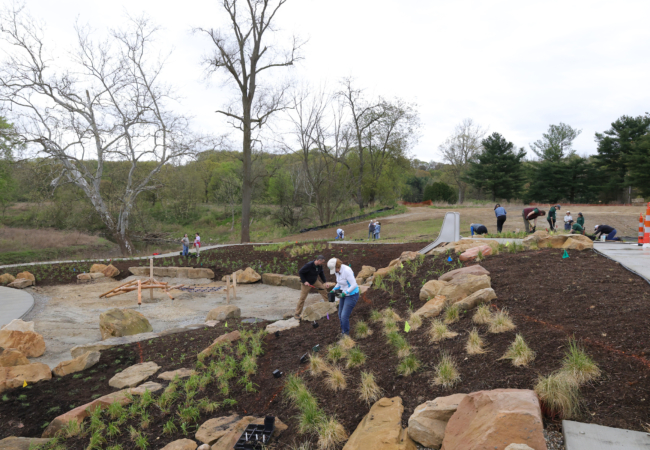 People spread across a mulched hill planting various plants.