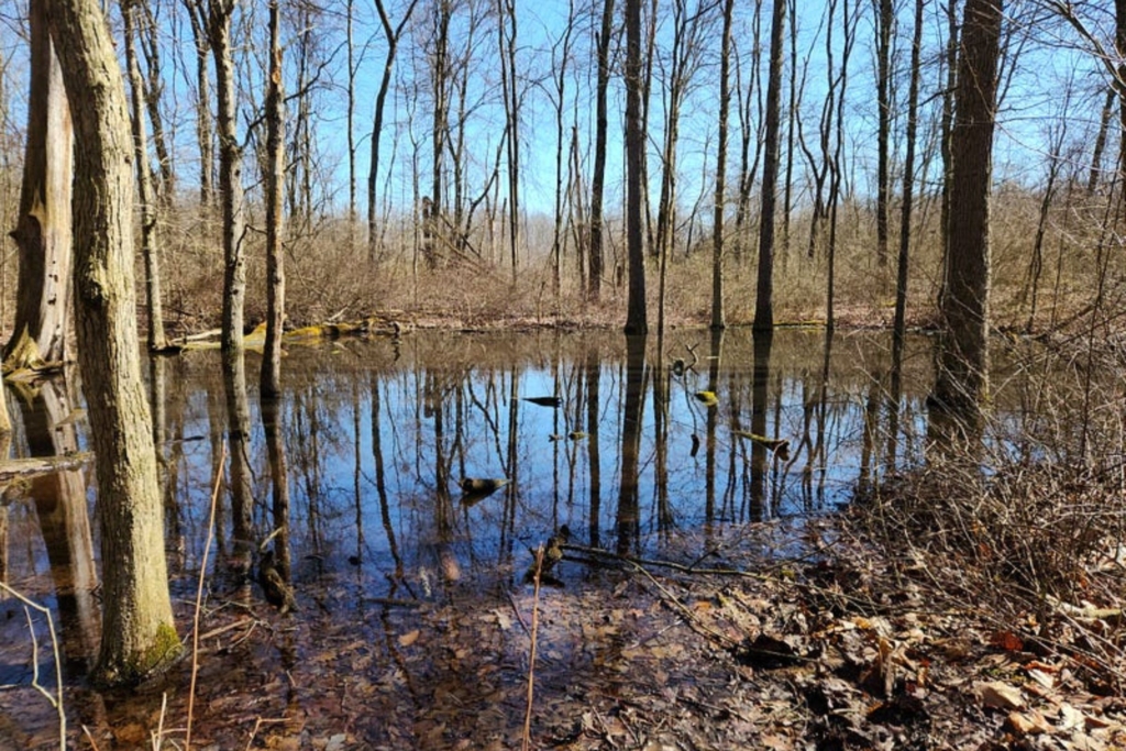 a vernal pool amongst trees