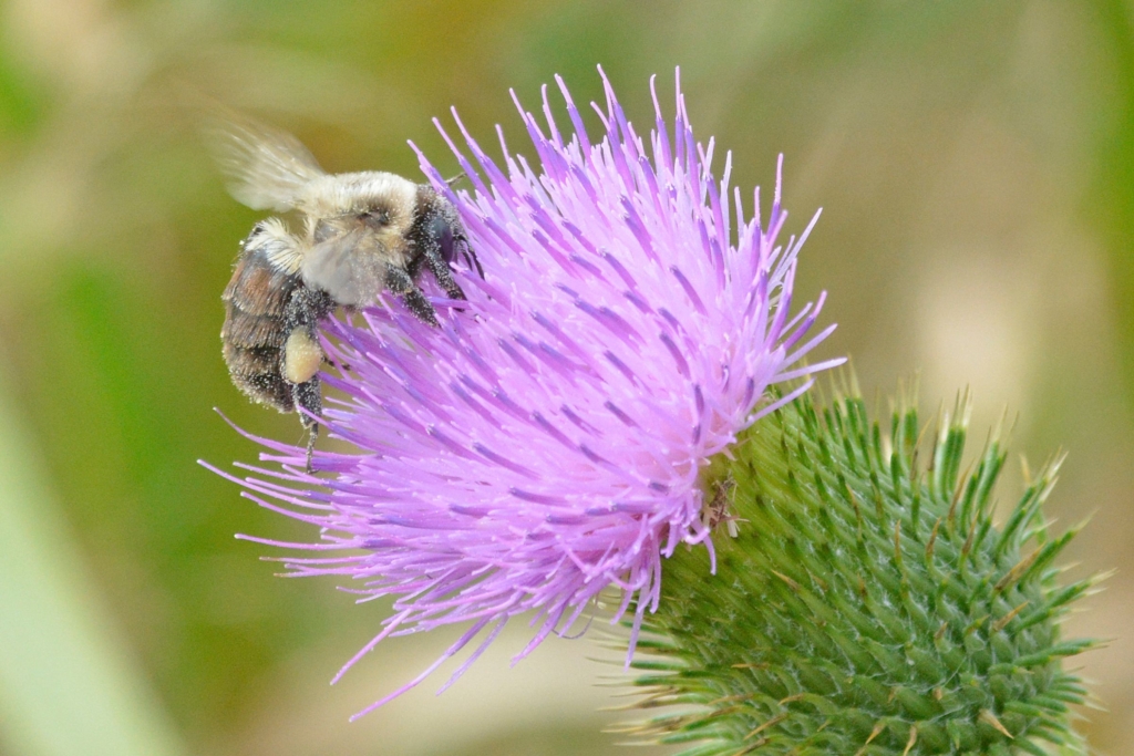 common eastern bumble bee, dusted with pollen, sits on a wildflower, photographed by Denny Reiser