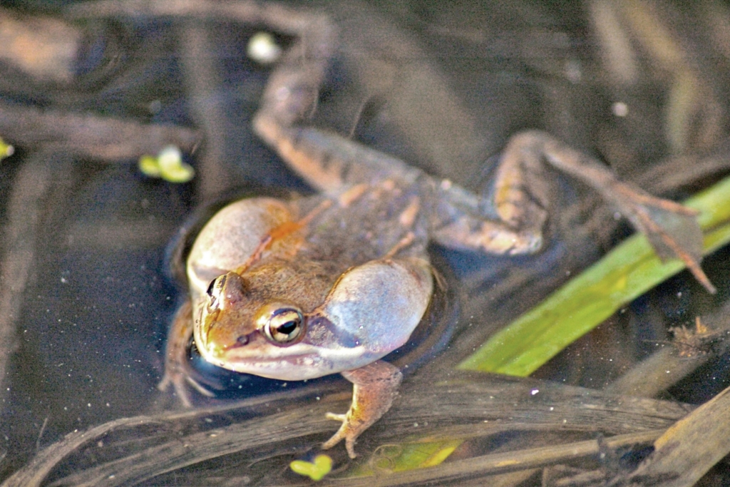 Male wood frog calling, the inflatable pockets in his throat are expanded