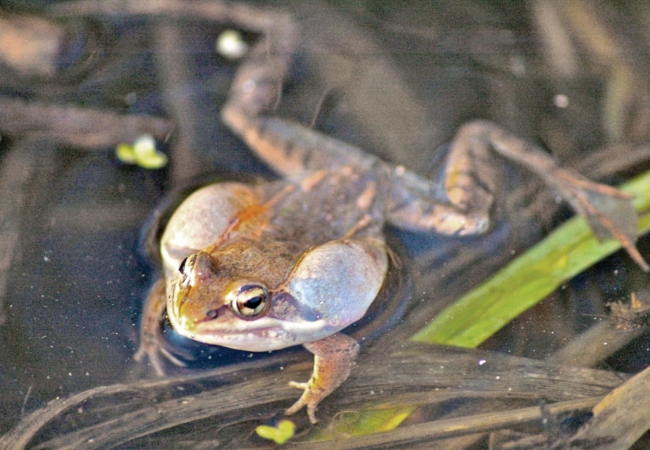Male wood frog calling, the inflatable pockets in his throat are expanded