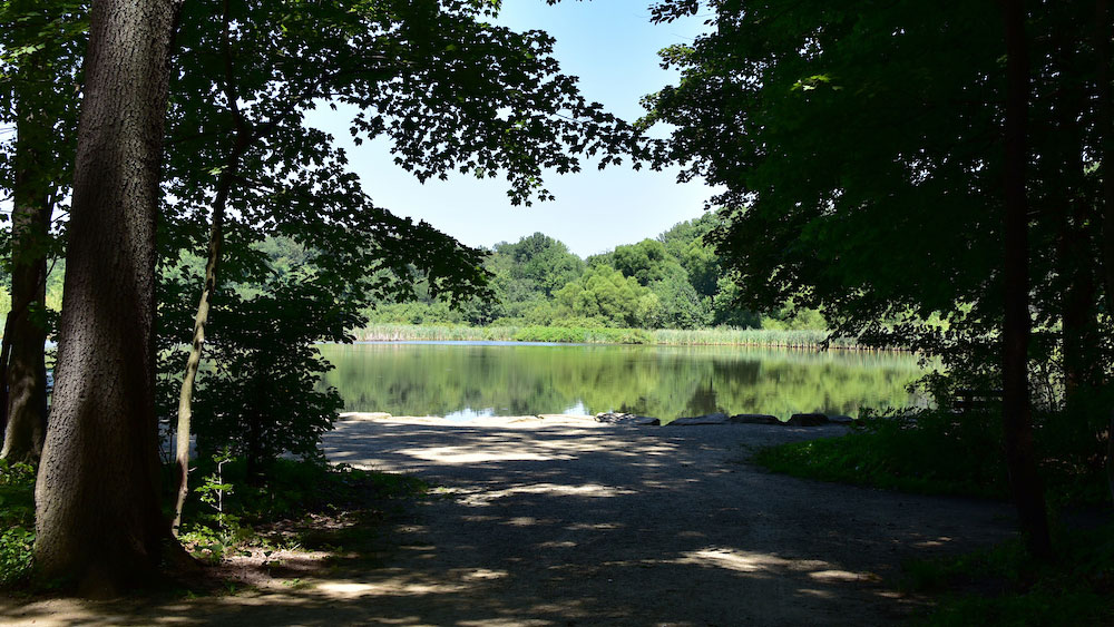 a trail shaded by trees leads to a pond with greenery in the background and a blue sky above