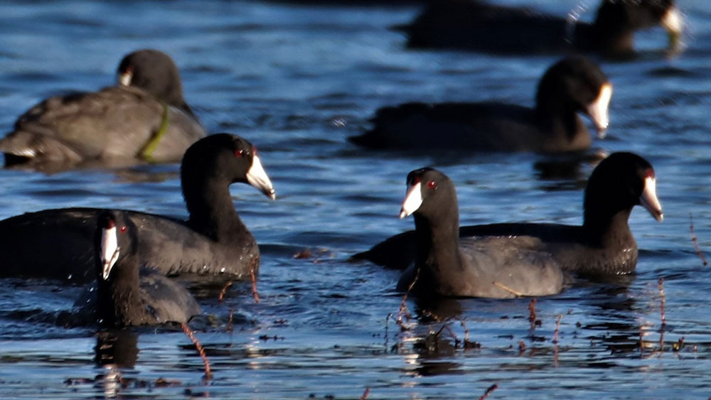 a group of black bodied, white beaked american coots float in blue water