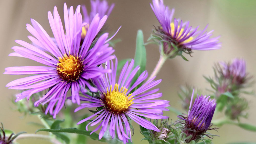 Purple aster flowers with yellow centers in bloom