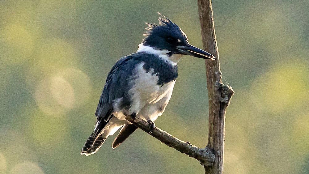 A dark blue-gray bird with a long beak and white underbelly perched on a thin branch with a blurred green and yellow background.