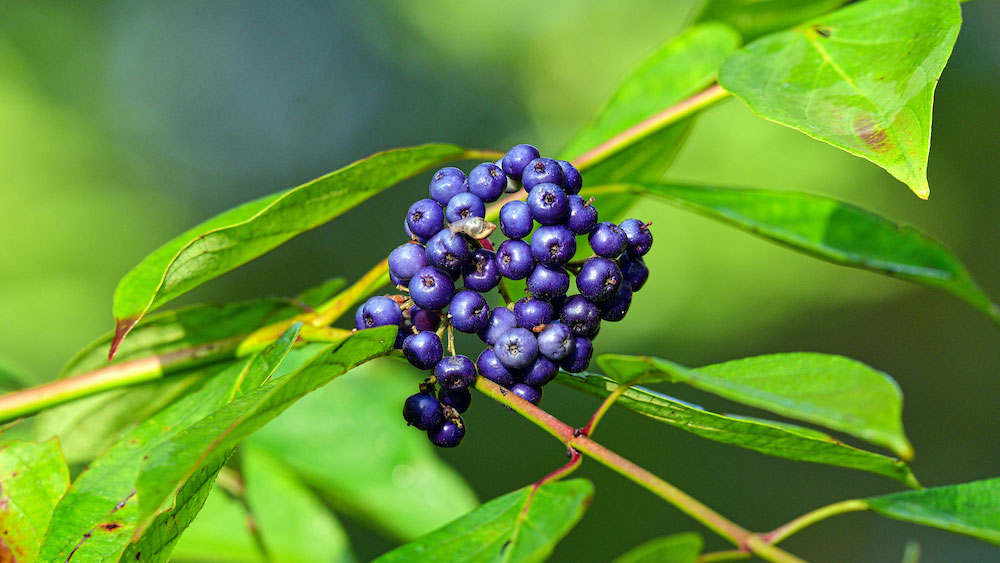 A blue bunch of berries among bright green leaves