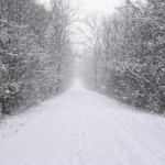 Wooded trail covered in snow