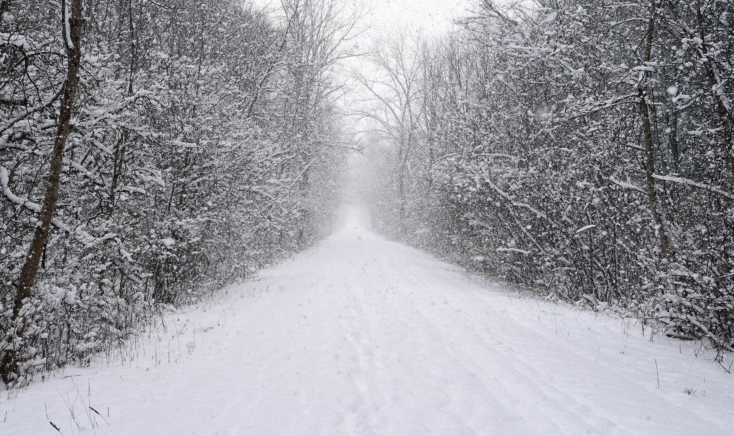 Wooded trail covered in snow