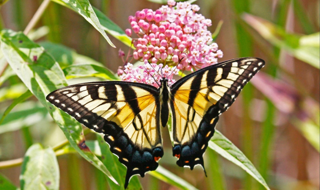 A swallowtail butterfly sitting on a milkweed plant.