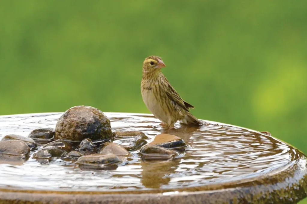 bird sitting the water of a bird bath
