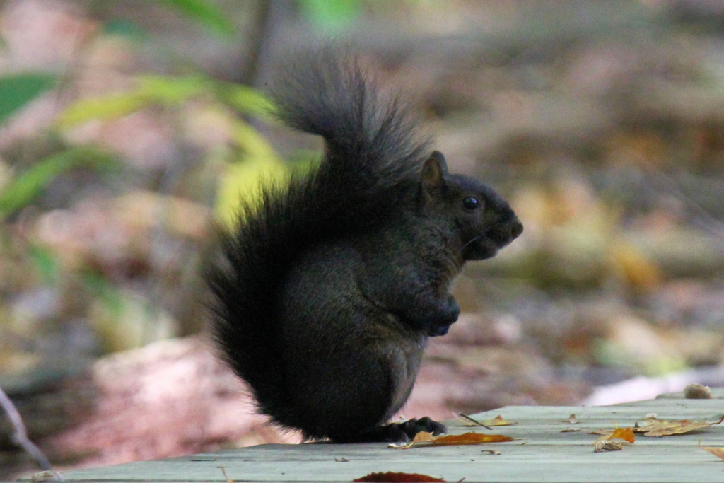 a black, melanistic gray squirrel