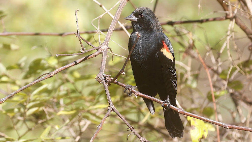 Black bird with a distinctive red and yellow patch on its wing perched on a thin branch amid green foliage