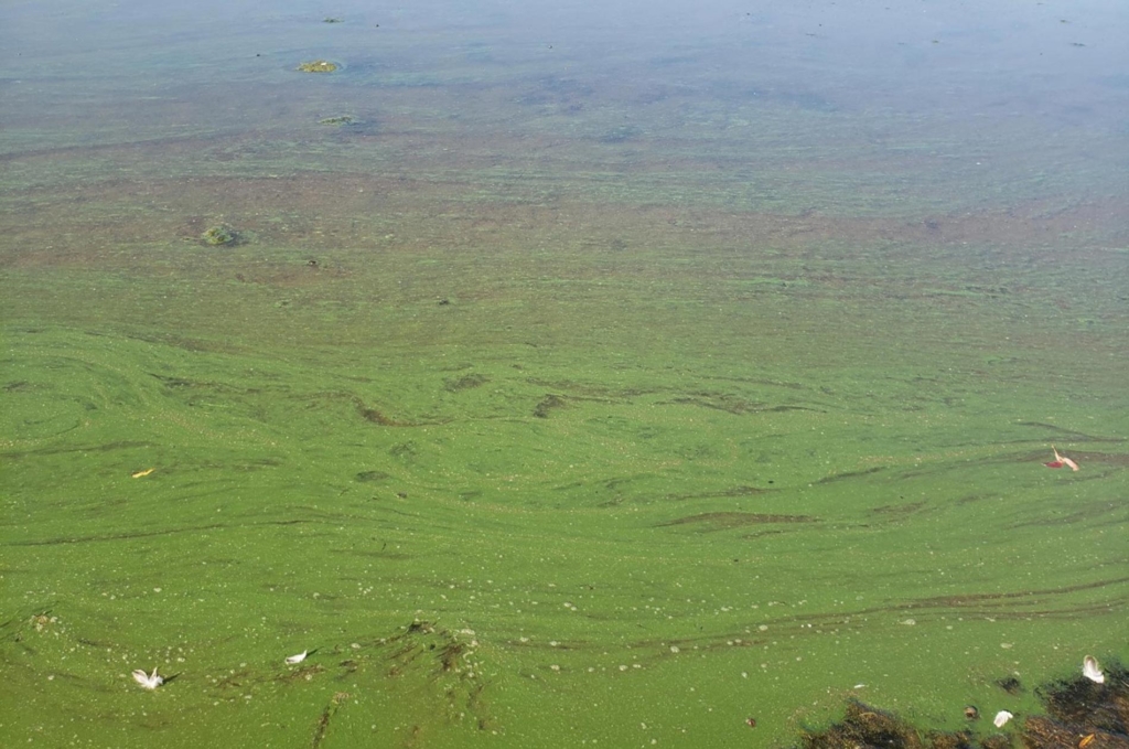 a harmful algal bloom covering a portion of Silver Creek Lake