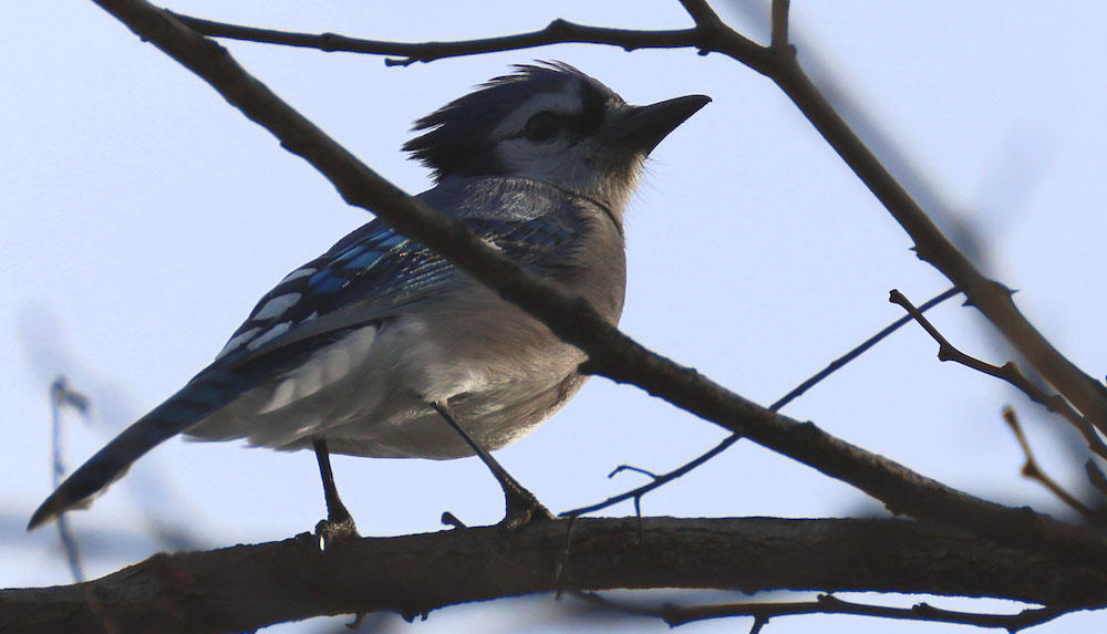 a profile view of a bluejay in the shadows of bare tree branches against a pale blue sky