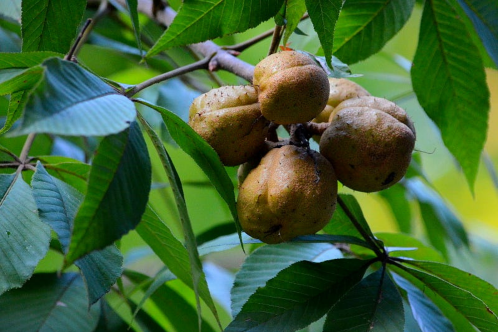 a group of six buckeye fruits grow on the branch of a buckeye tree