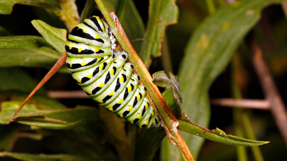 A white, black, and green striped caterpillar crawling on green leaves with a brown background.