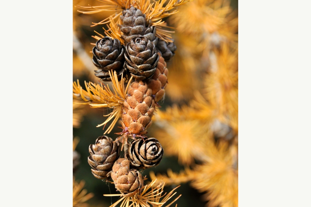 close up of tamarack tree