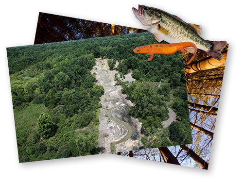 Aerial photos of a river with fish and salamander 