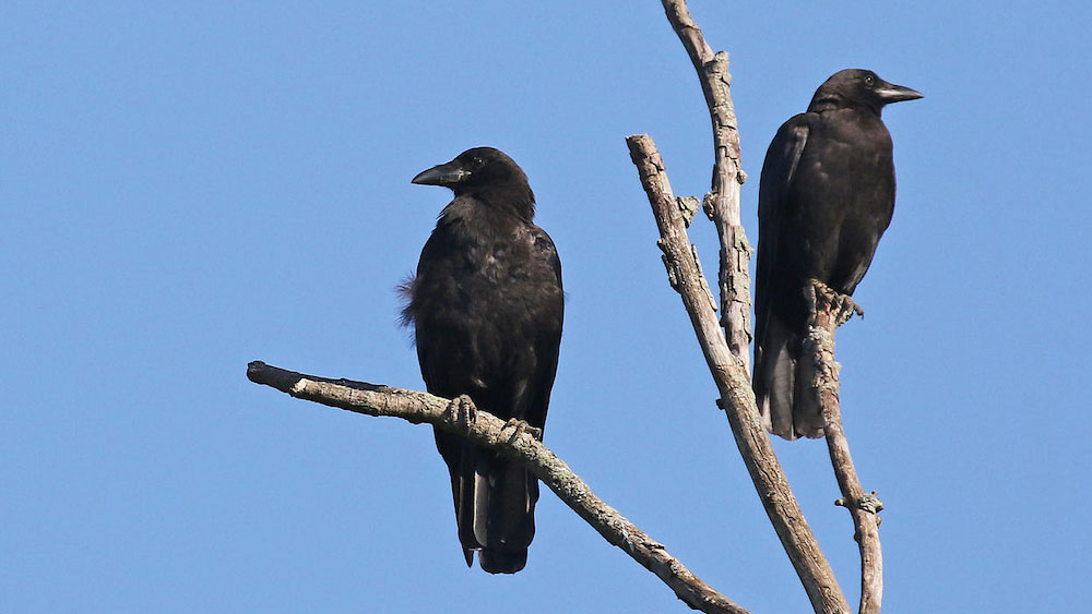 Two black crows perched on a bare branch with a blue sky in the background