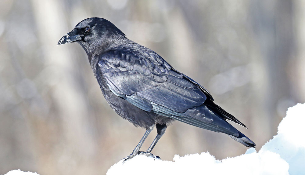 A profile view of a black crow standing in the snow with bare forest in the background.