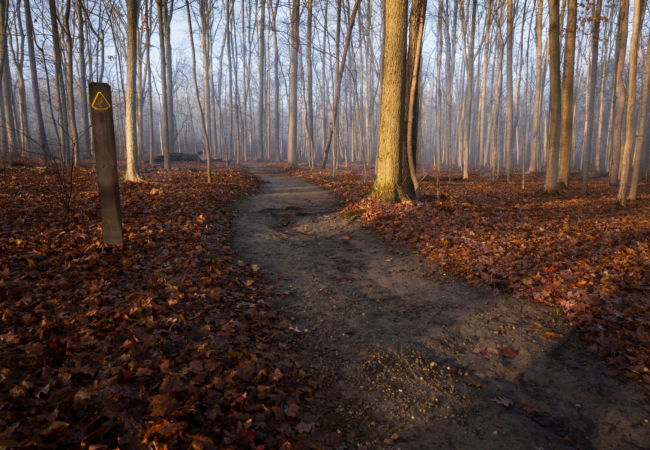 A hiking trail curves through a leaf-covered forest of tall, bare trees, with soft light filtering through and a wooden trail marker standing beside the path