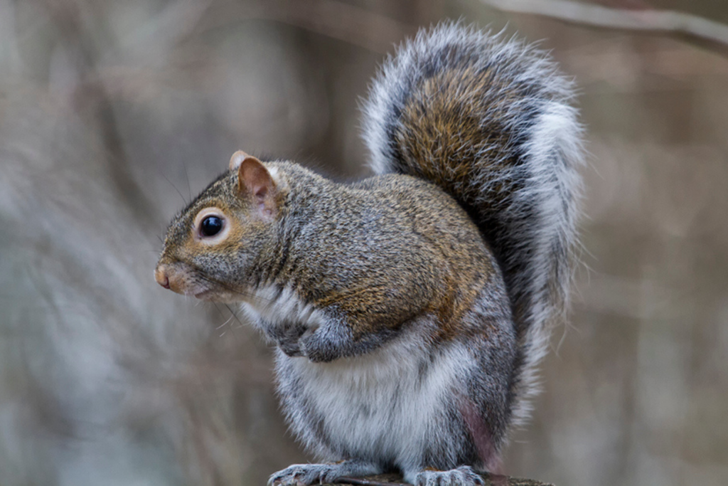 eastern gray squirrel looking to the side, standing on back legs