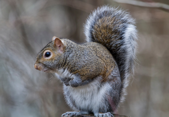 eastern gray squirrel looking to the side, standing on back legs