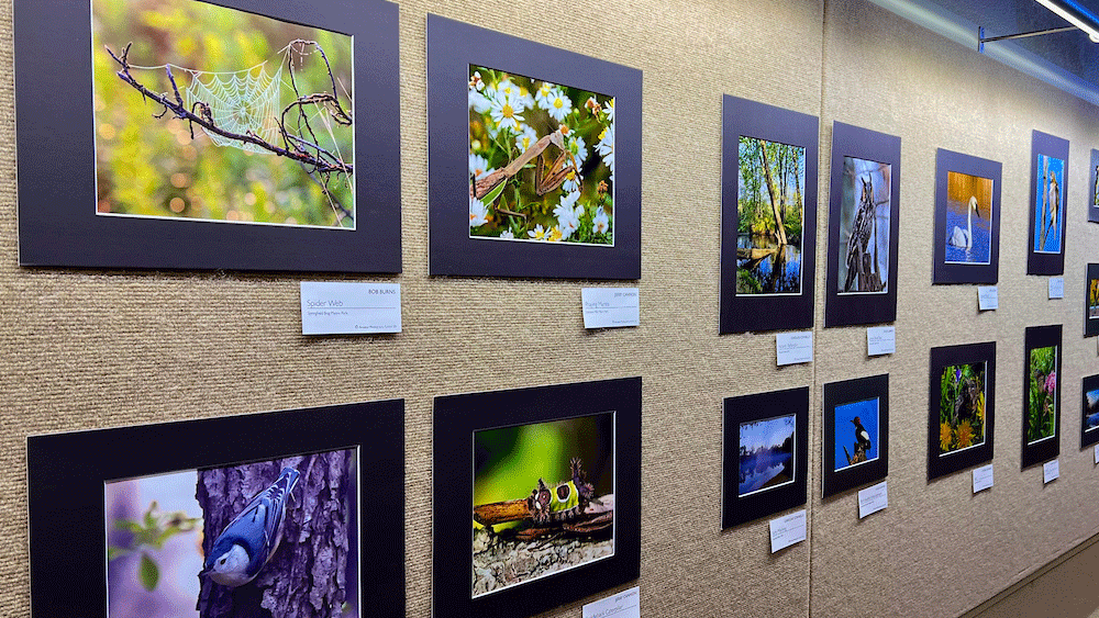 a wall lined with nature photos containing many colors