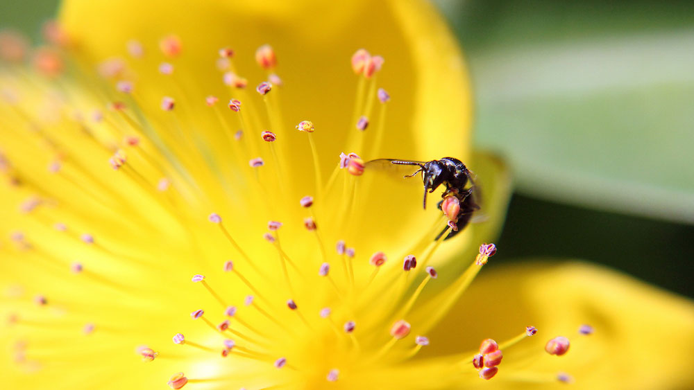 an ant inside a bright yellow flower