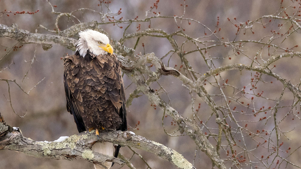 A bald eagle with white head feathers perched on a leafless tree branch