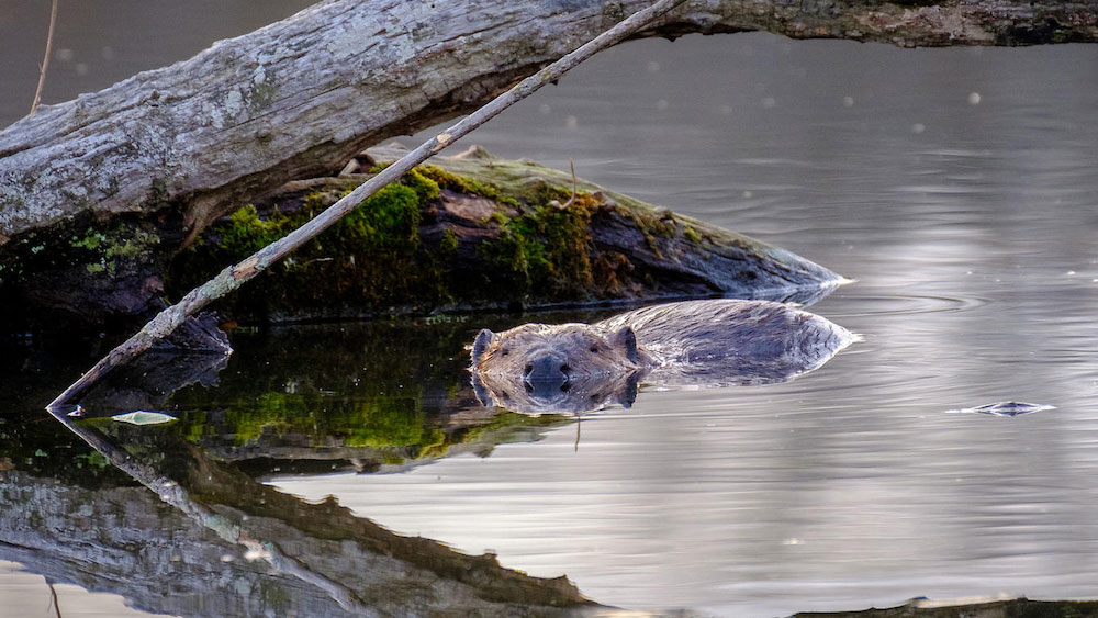A half-submerged beaver swims in calm water near a moss-covered fallen tree branch