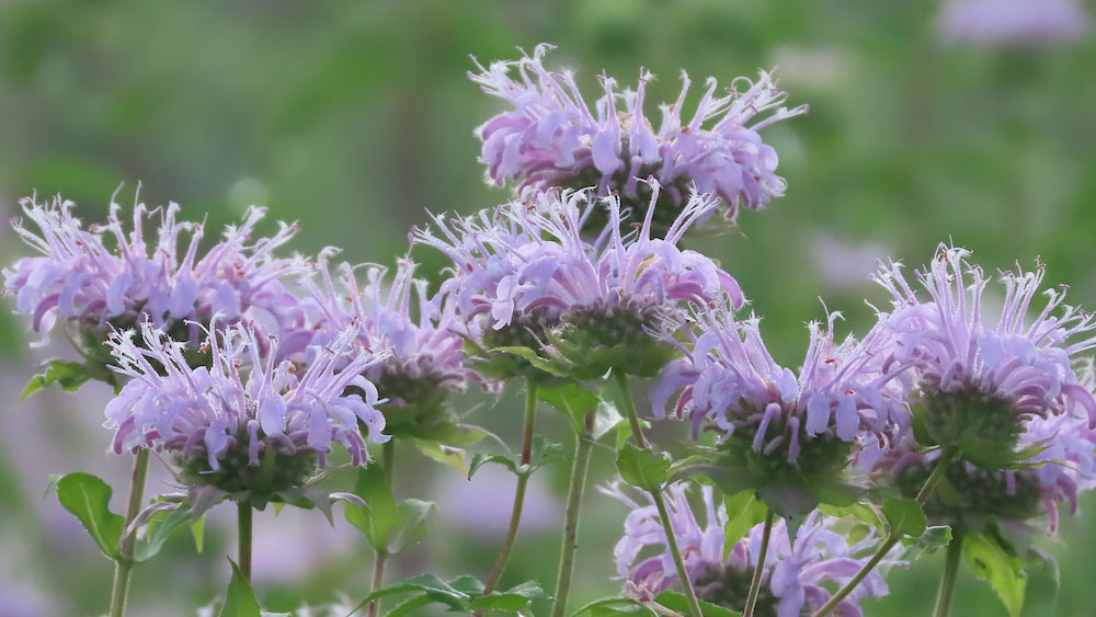 Close-up of delicate light purple flowers with thin, tubular petals and green leaves against a soft green background