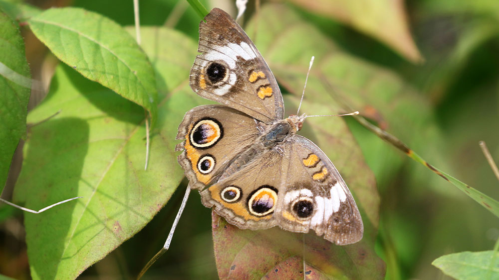 A brown, yellow, black and orange butterfly sitting on a leaf.