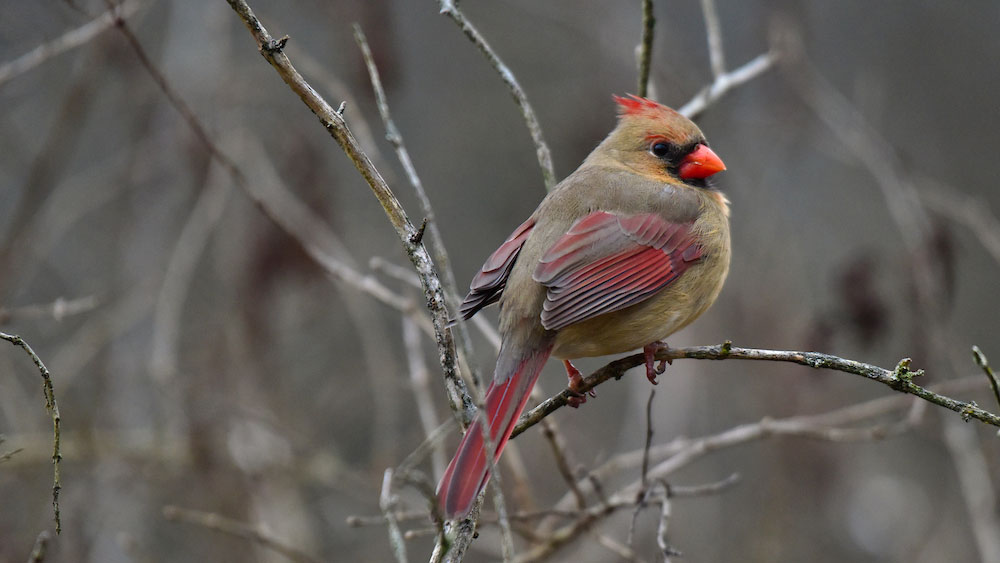 Female northern cardinal perched on a thin branch with muted gray background of leafless twigs
