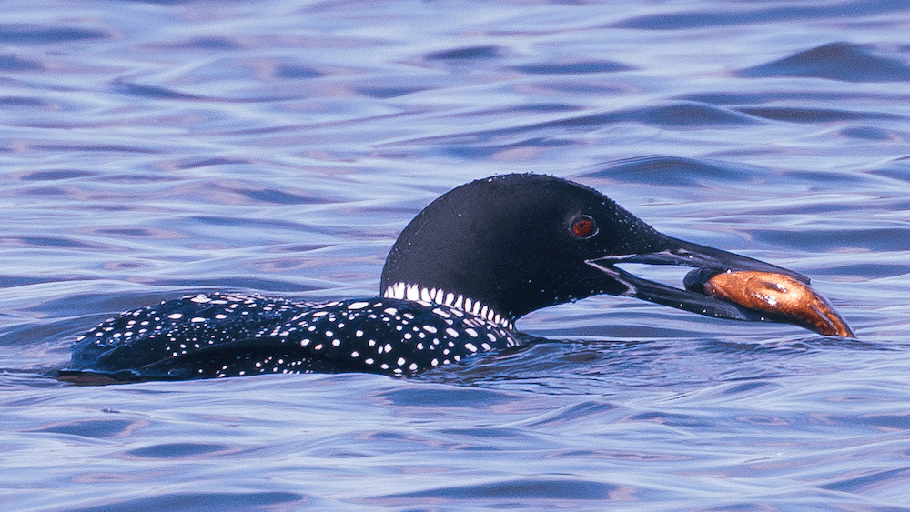 A common loon with black-and-white plumage and red eyes swims on a lake, holding a freshly caught fish in its beak