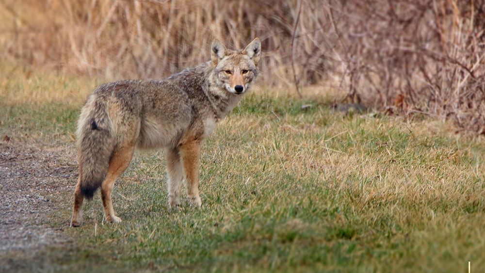 A coyote stands in low grass.