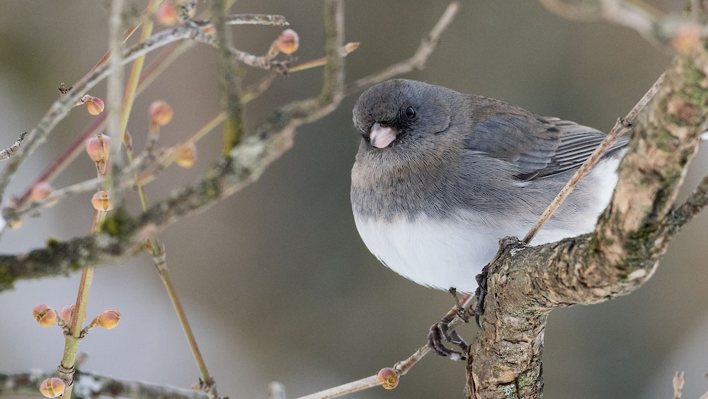 close-up of a dark-eyed junco perched on a mossy tree branch with small buds in a blurred natural background