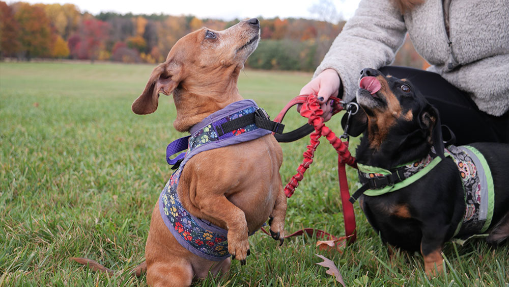 Two dachshund dogs in a grassy field with their owner.