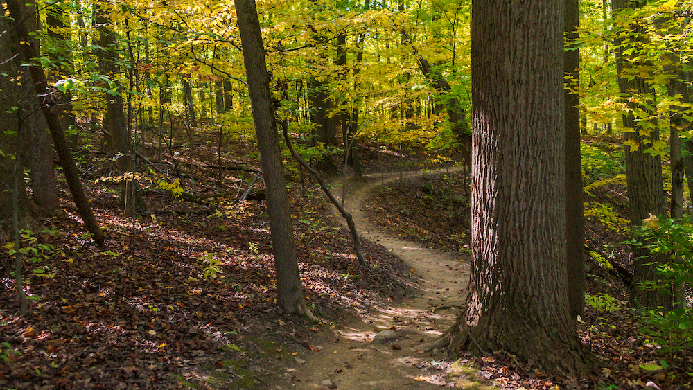 A winding dirt trail cuts through a sunlit forest in early autumn, with tall trees and yellowing leaves creating a canopy of warm, dappled light