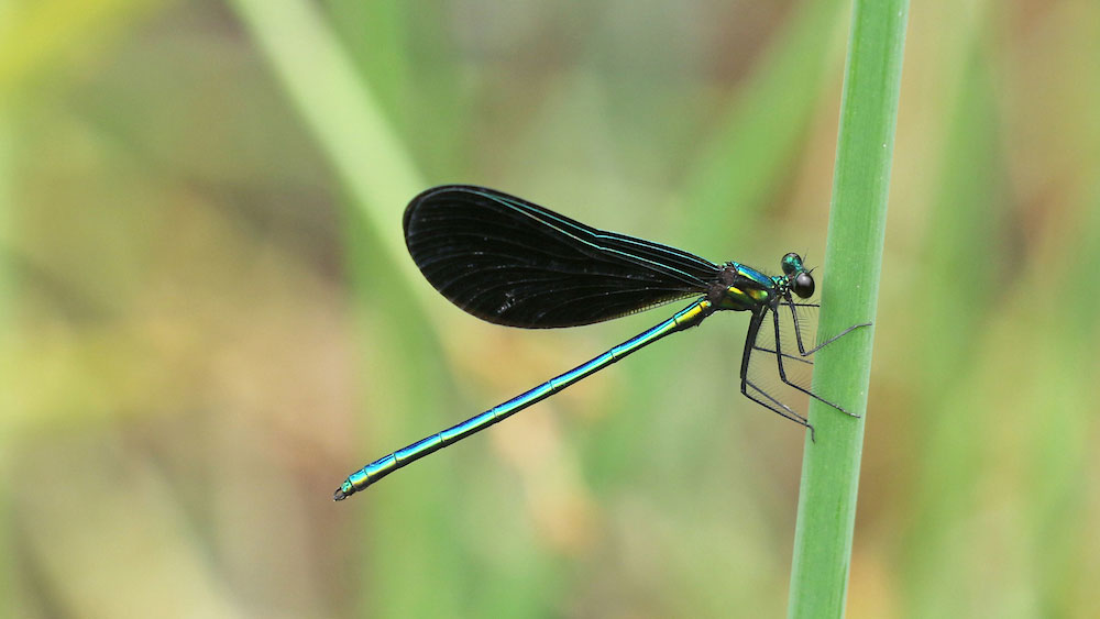 a blue and green bodied dragonfly with black wings perches on a green stem