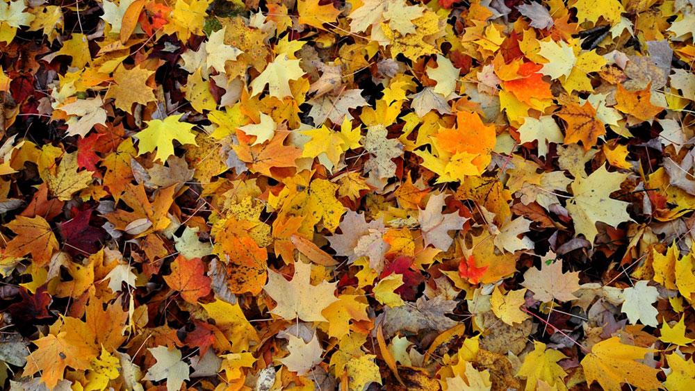 Fallen leaves covering the ground.