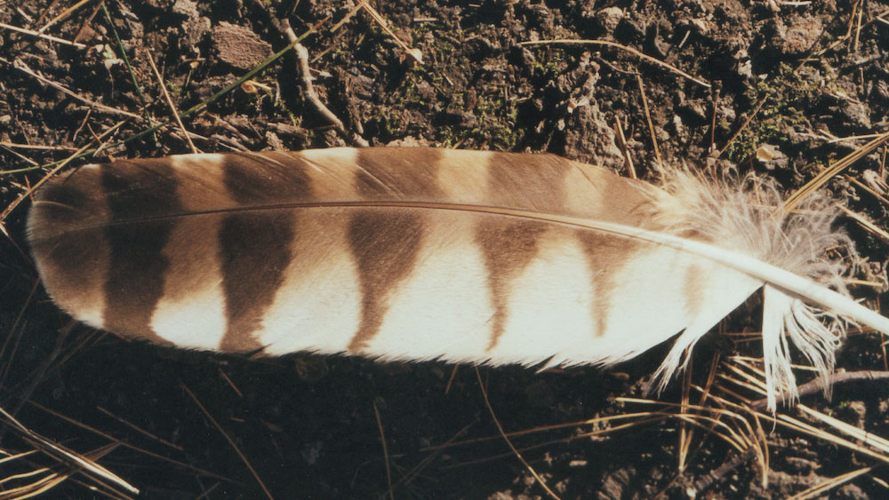 A brown and white striped feather lies on the ground among dirt and pine needles